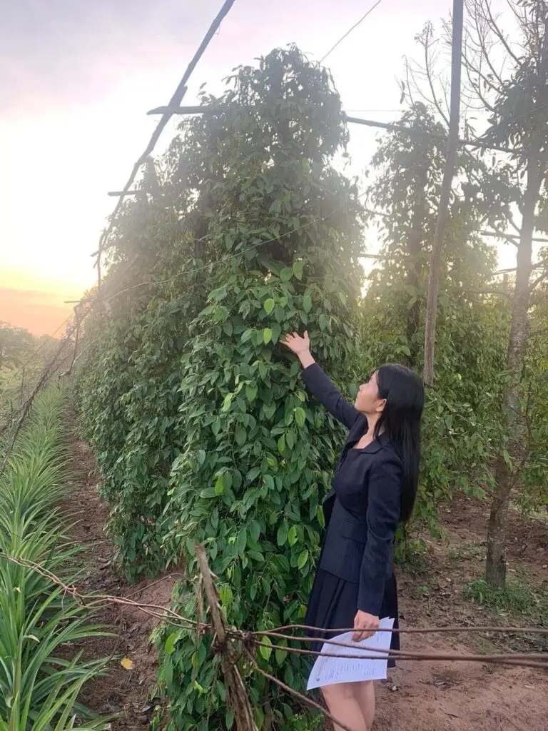 Plantation de poivre Ny Ann; Kampot; Cambodge