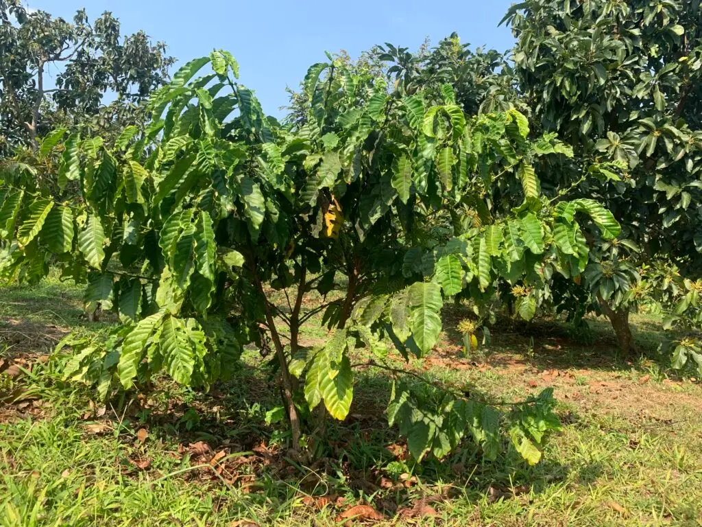 Plant de café robusta, région de Mondolkiri trésors du Cambodge