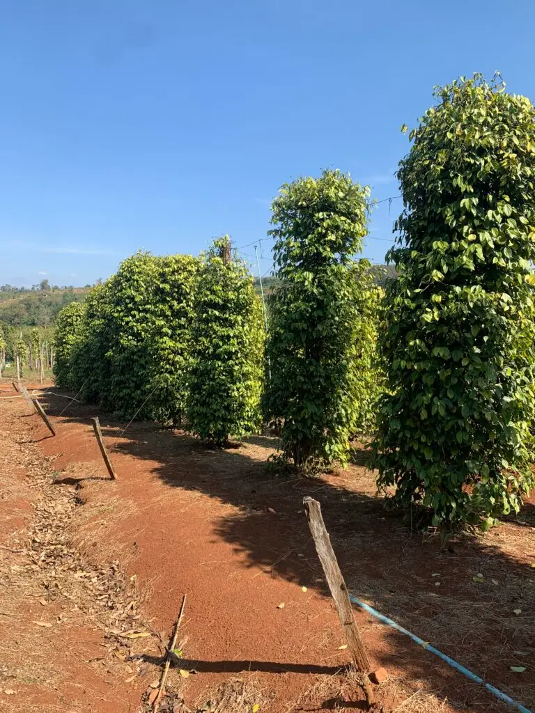 Plantation de poivre Ny Ann à Kampot, trésors du Cambodge