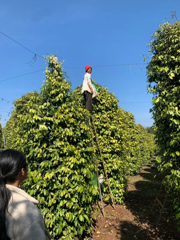 La récolte du poivre à Kampot, trésors du Cambodge