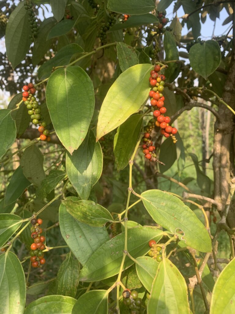 Poivre rouge de Kampot , trésors du Cambodge