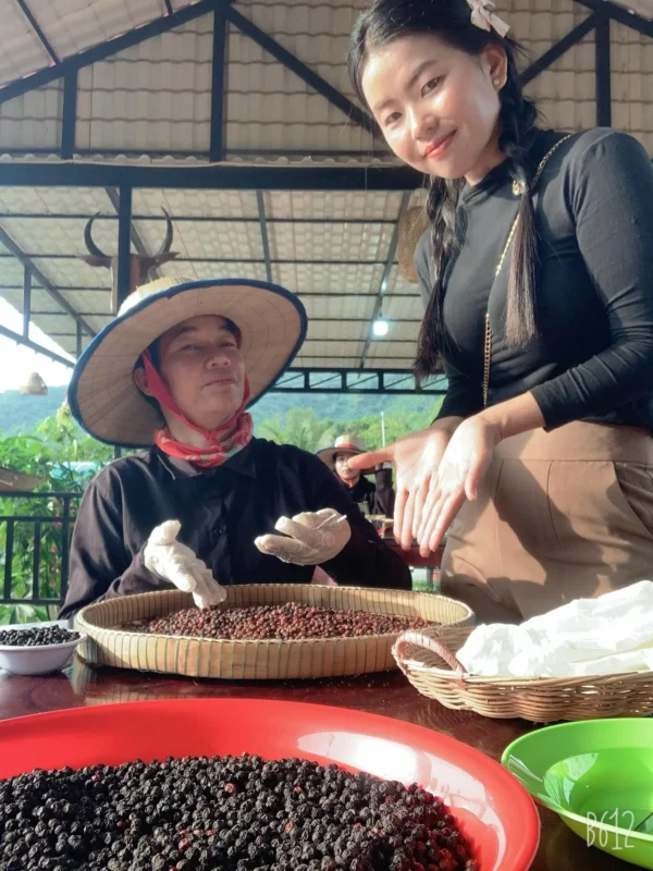Plantation de poivre Ny Ann; Kampot, trésors du Cambodge